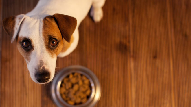 Health and Nutrition for Pets